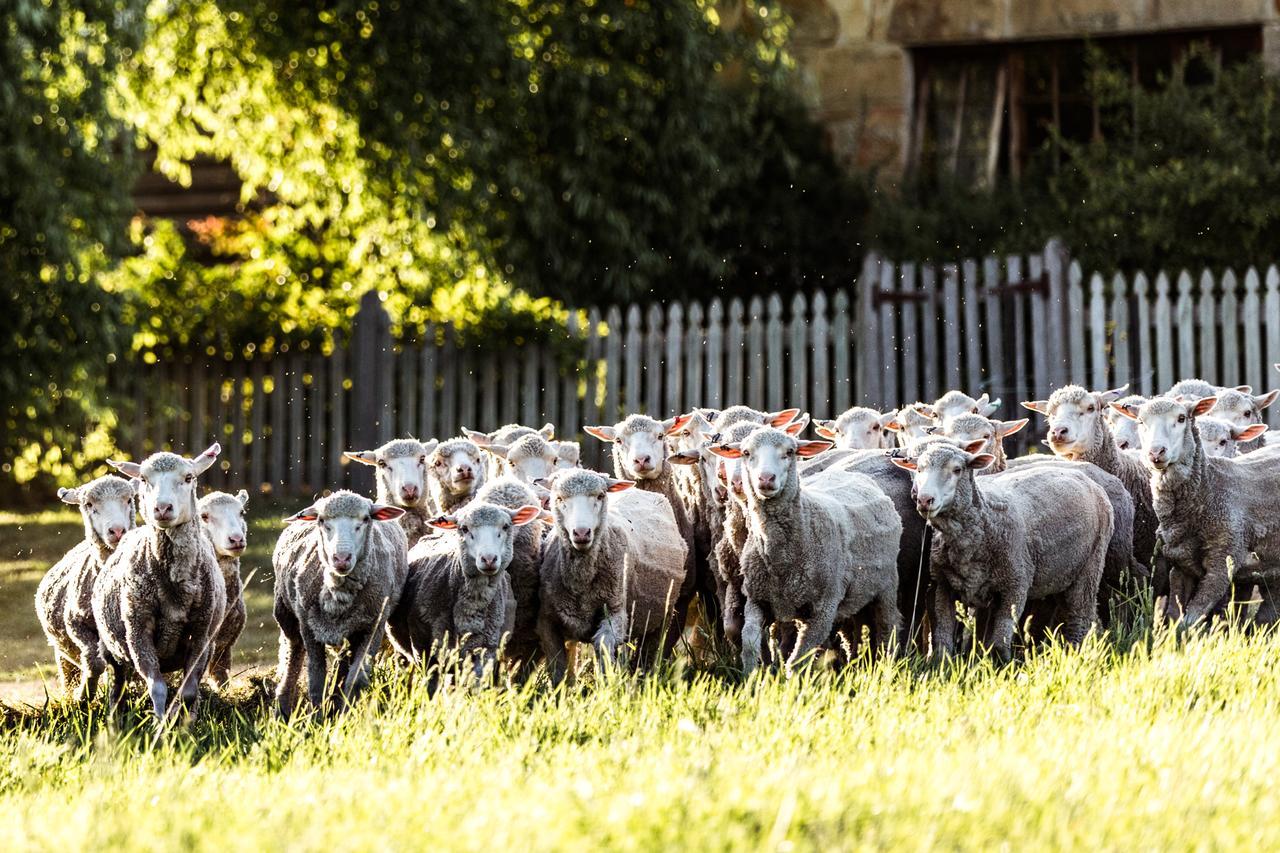 Daisy Bank Cottages Richmond Bagian luar foto